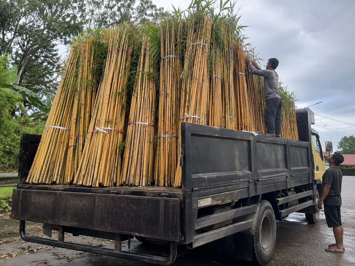 Bamboo